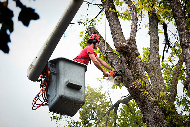 How Our Tree Care Process Works  in Wills Point, TX